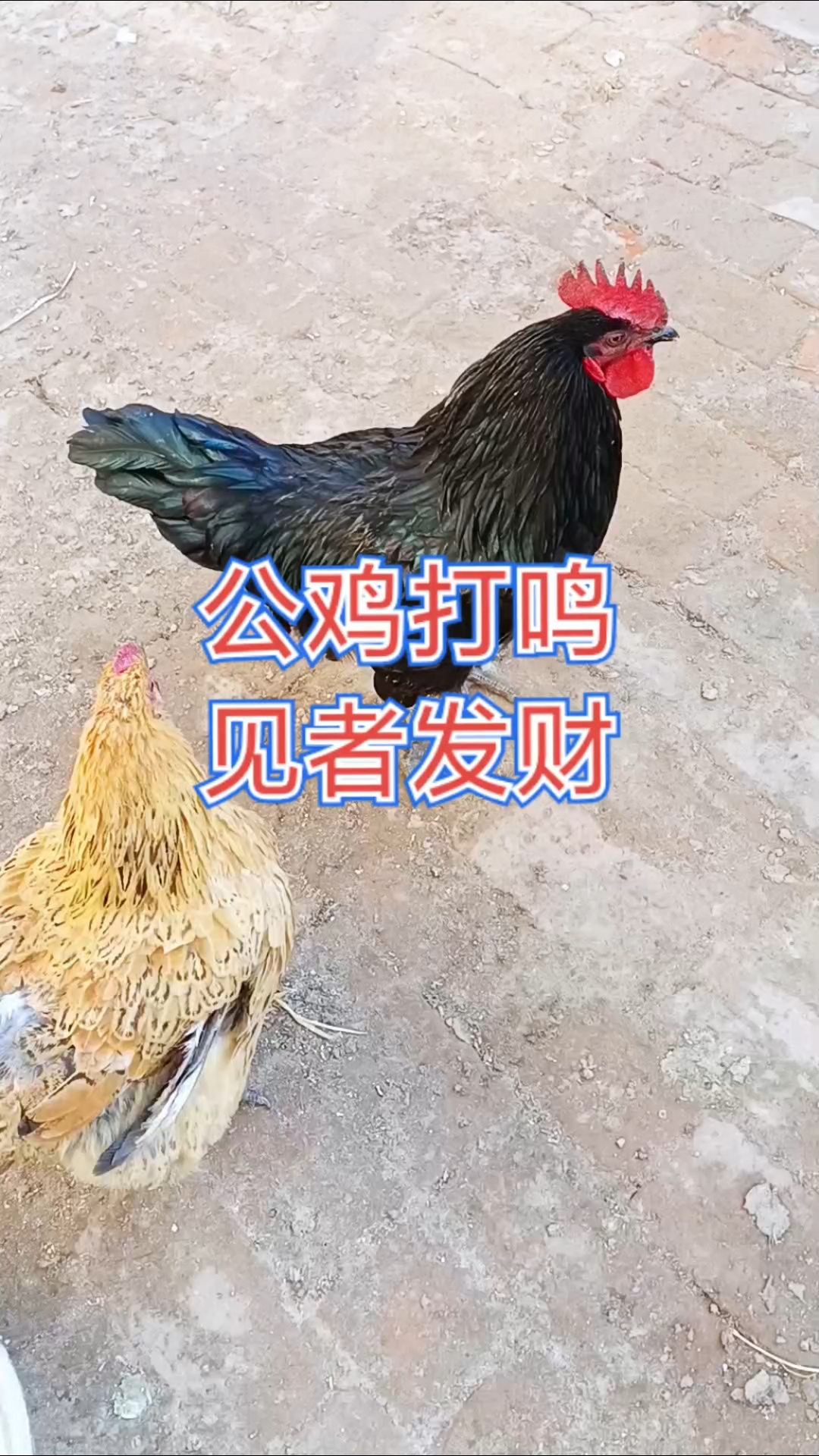 纯黑大公鸡看见我就打鸣！