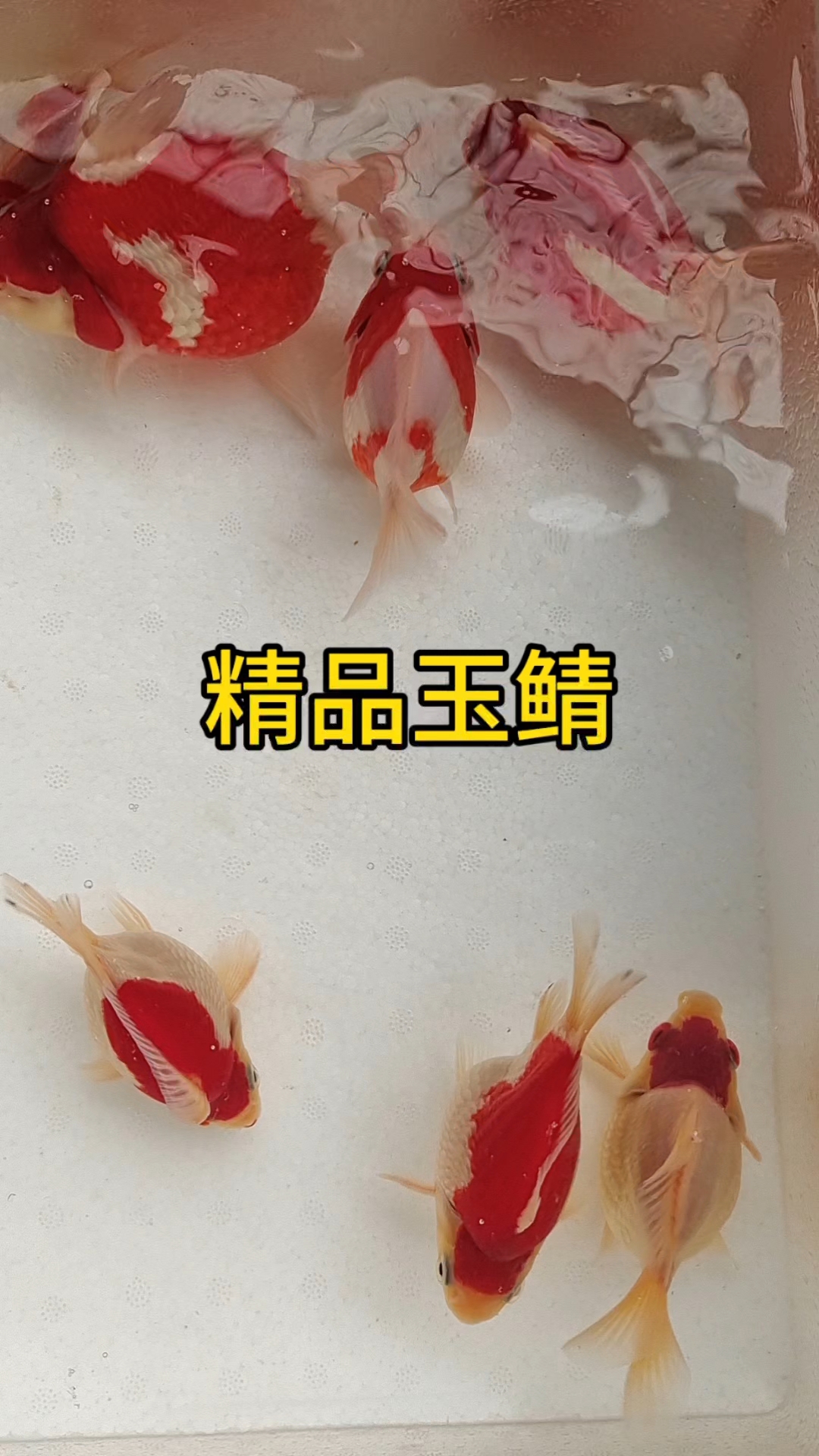 从选种鱼到产卵孵化,寂静的孵化场里万千生命同时叩响世界之门