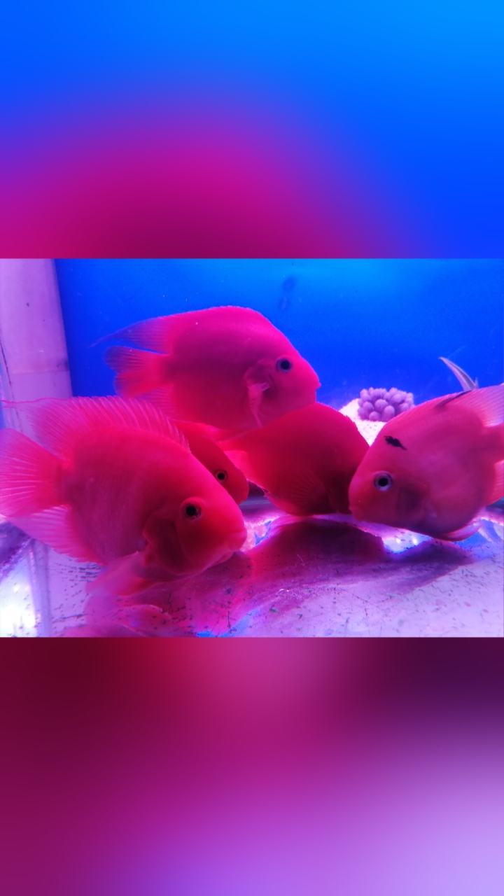给鱼拍几照片也是一种快乐