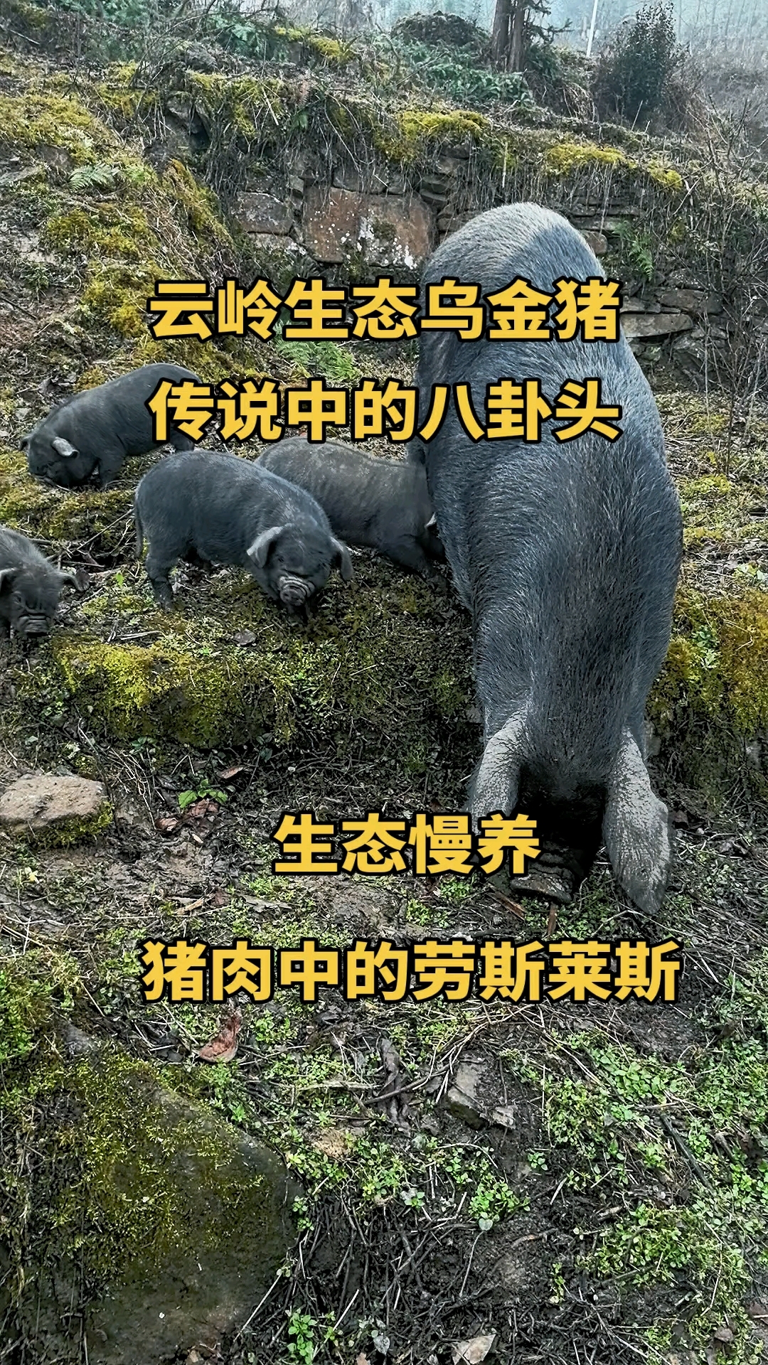 云岭生态乌金猪,原种纯血老品种,猪肉中的劳斯莱斯