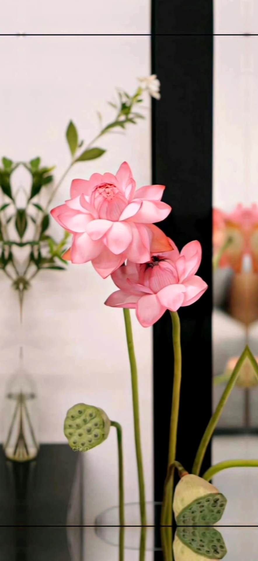 莲花壁纸美图合集