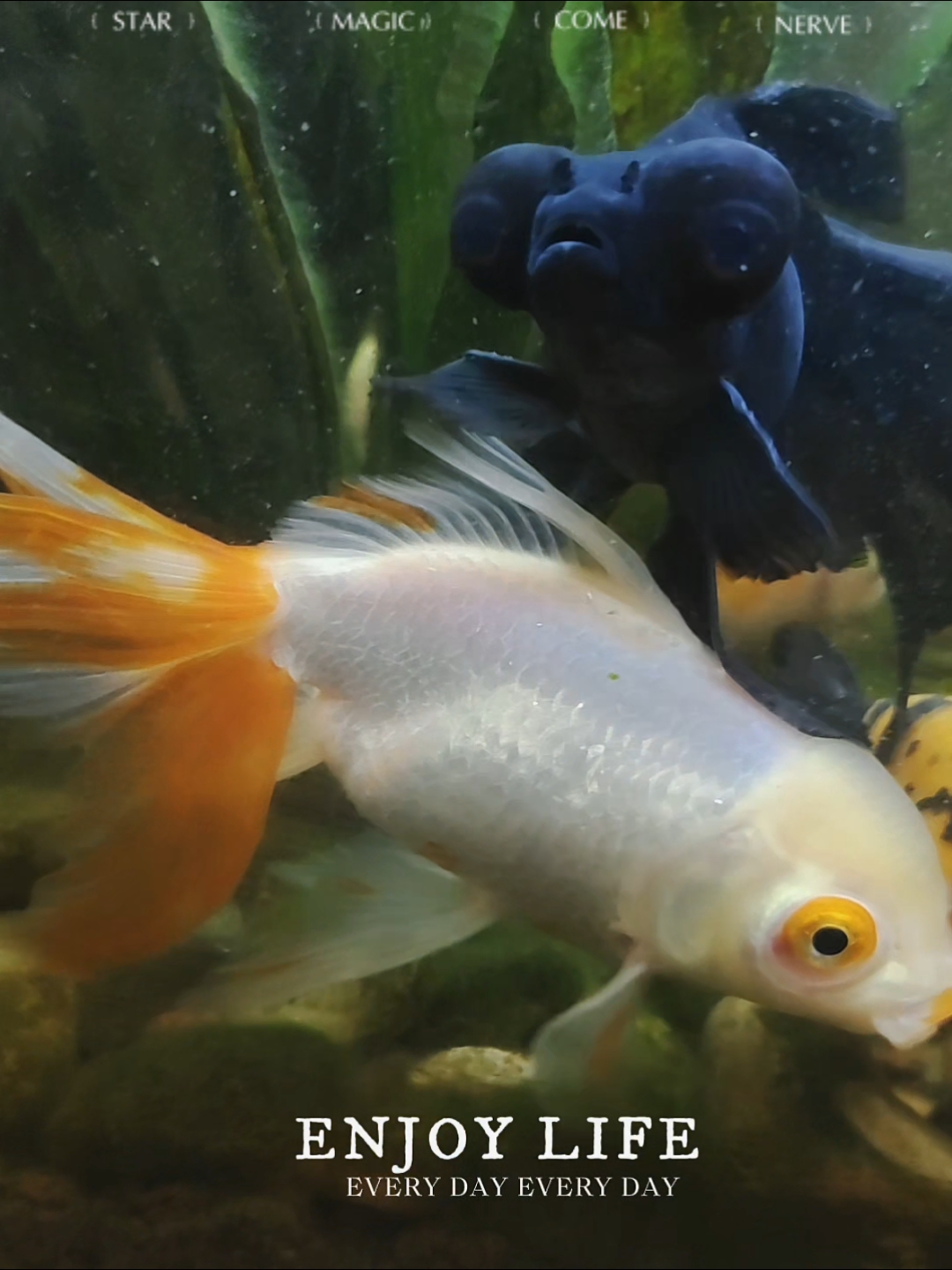 黑色金鱼的卡姿兰大眼睛大而无神