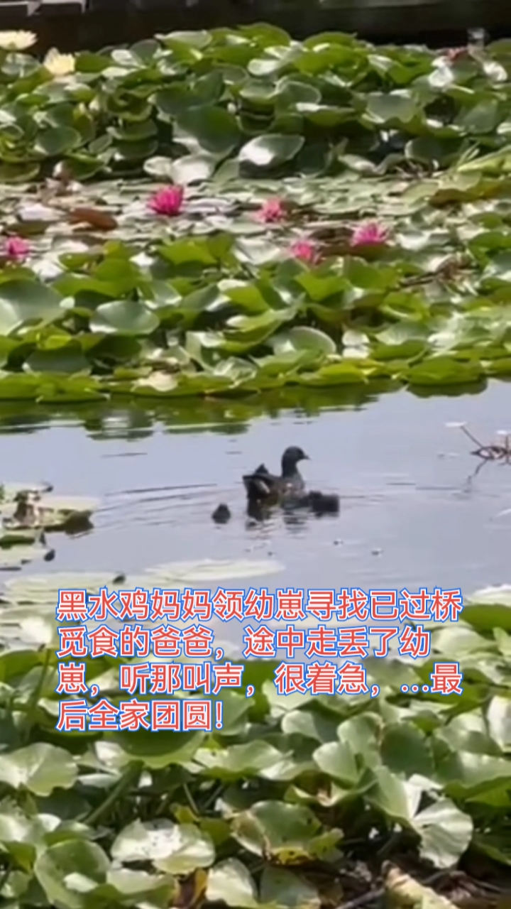 黑水鸡