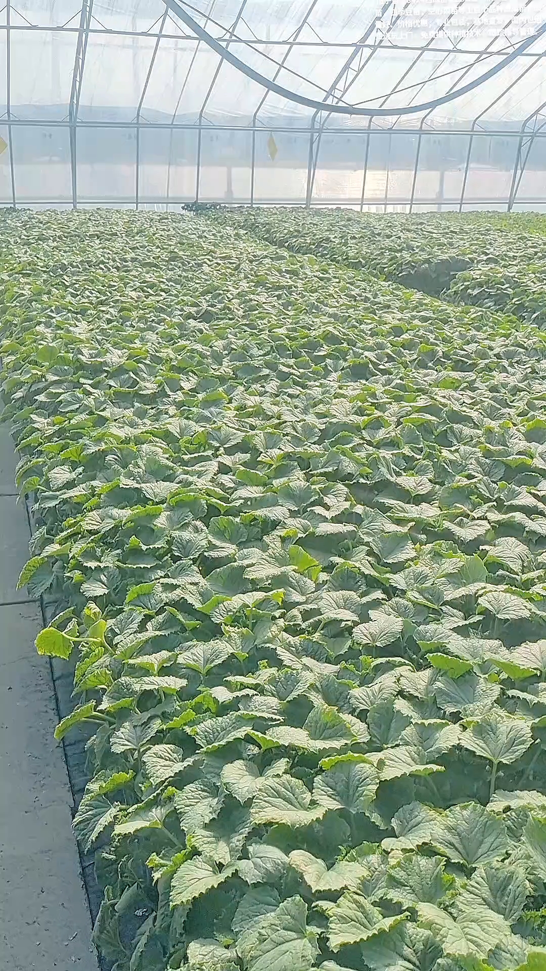 你知道苏北最大蔬菜育苗基地在哪吗