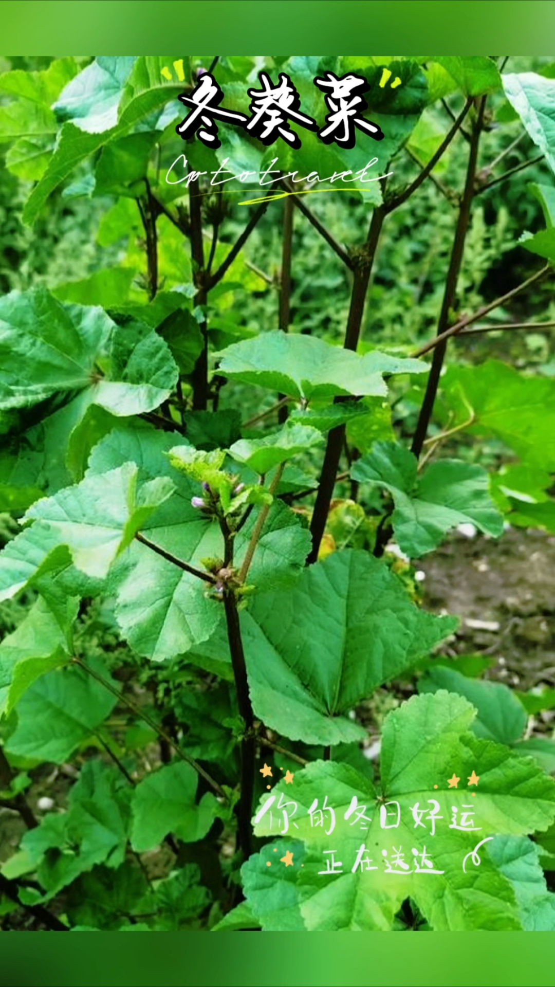 冬葵菜,这个季节最值得吃的野菜!便秘三高就多吃它