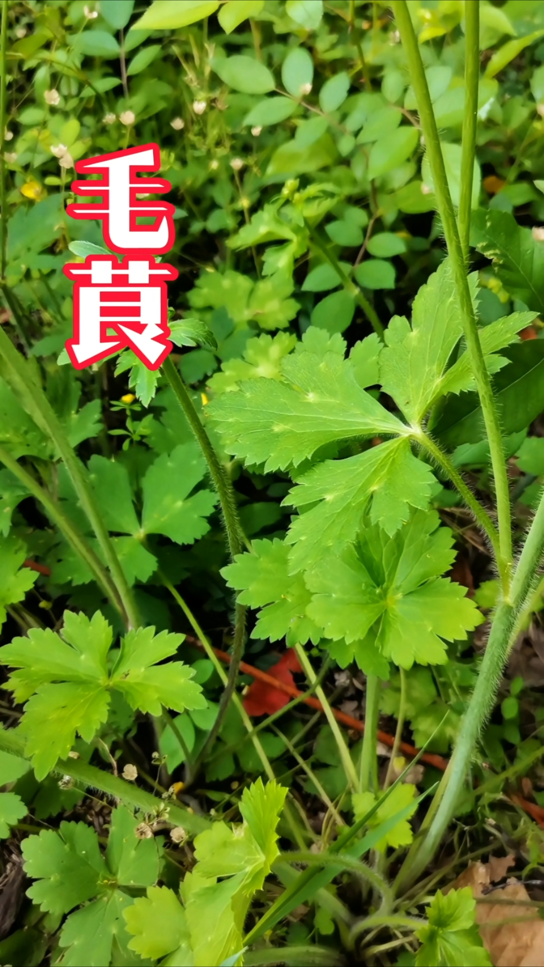 毛茛,因叶片与草乌苗相似而得名!别名鸭脚板