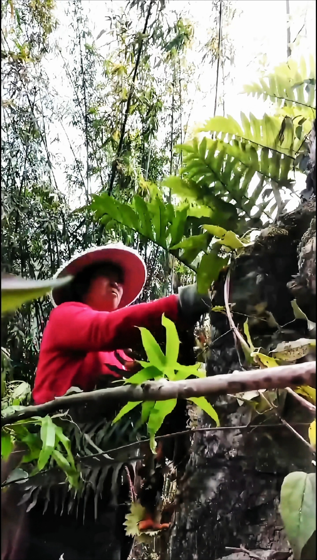 骨碎补!别名巴岩姜、岩公鸡、毛姜!这样成片的很少见了