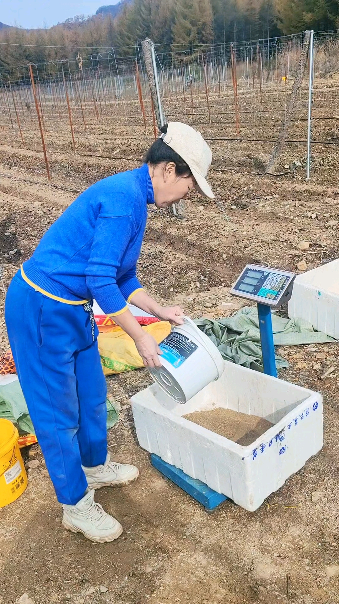 山野菜大耳毛陆地种植中