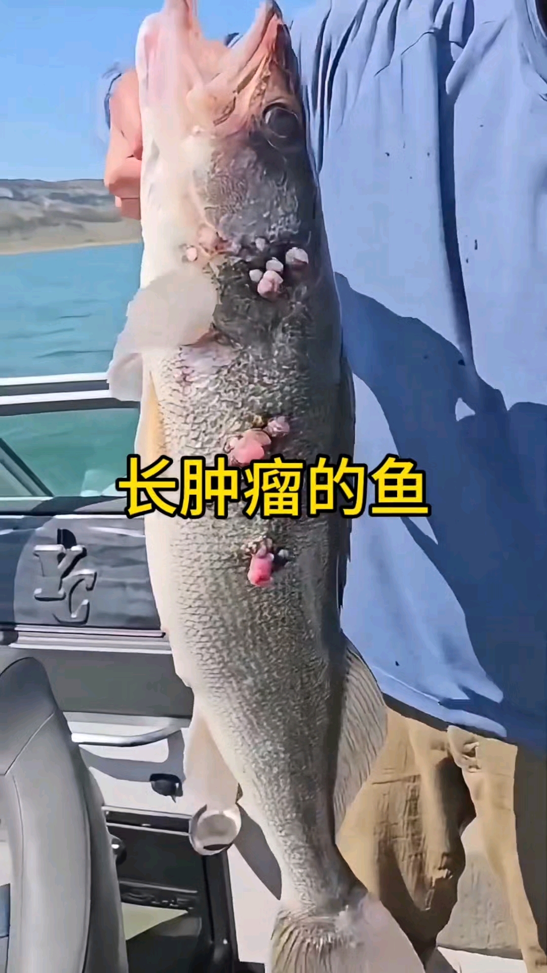 这样的鱼我还是第一次见