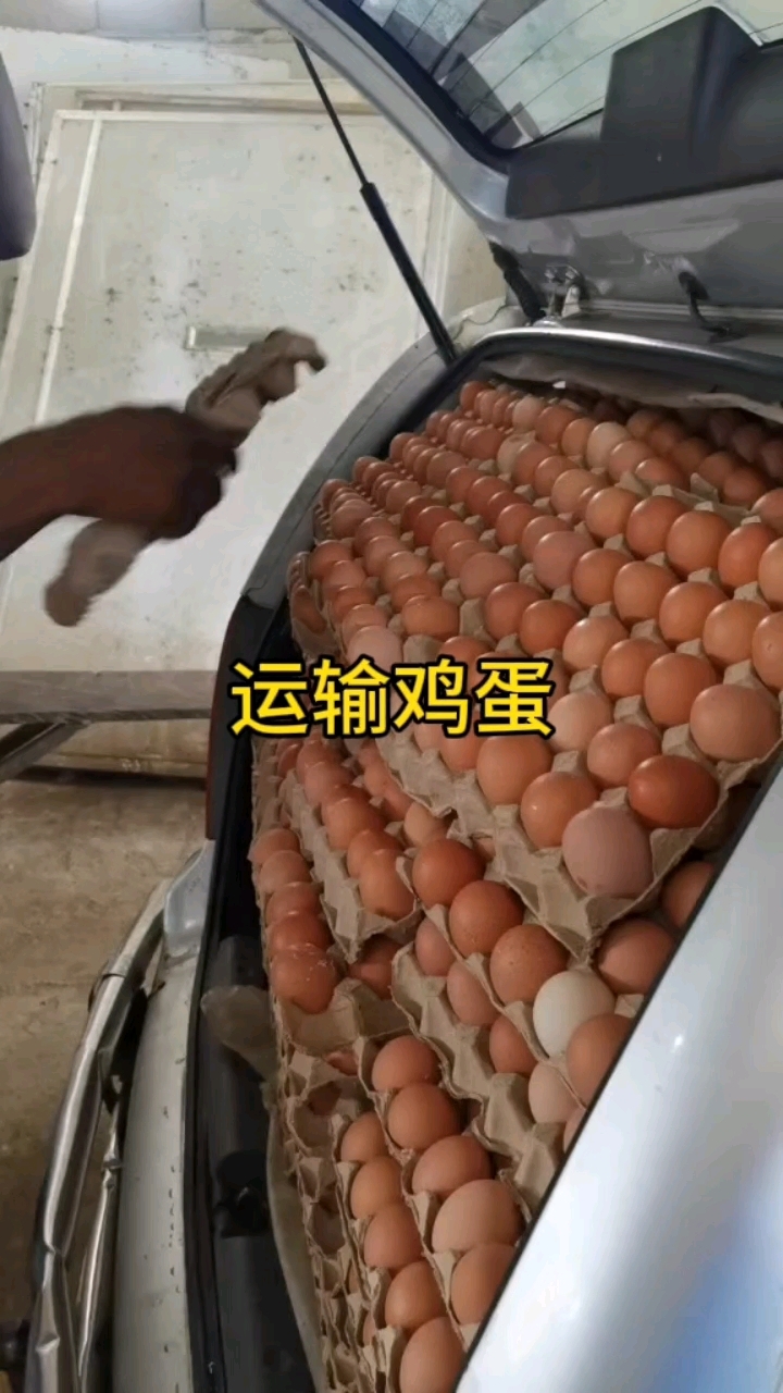 第一次见这样运输鸡蛋的