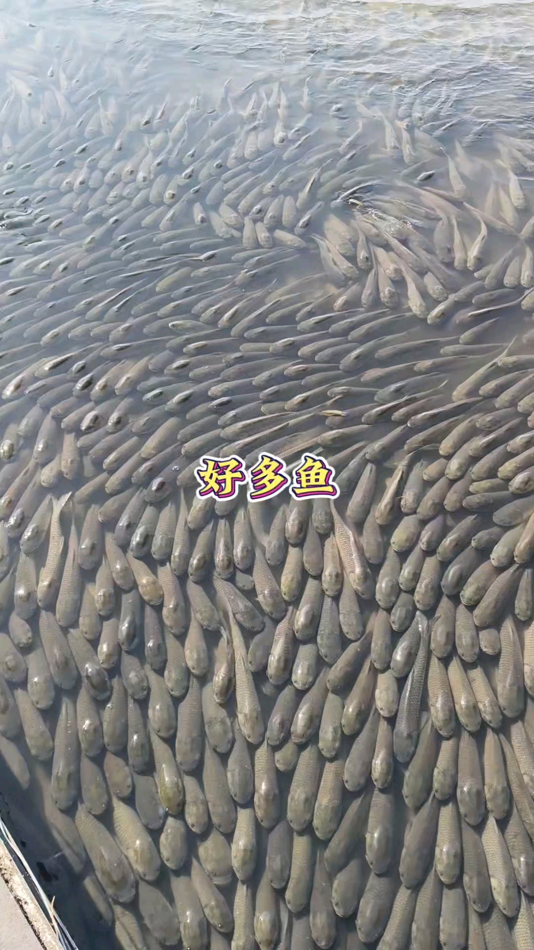 为什么这么多鱼聚集在一起