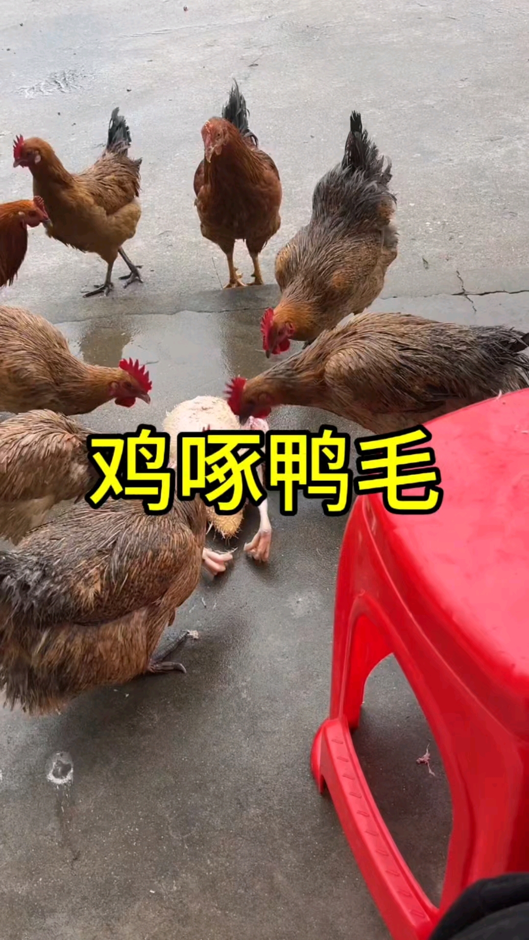 这样拔鸭毛的方式,真的是别出心裁