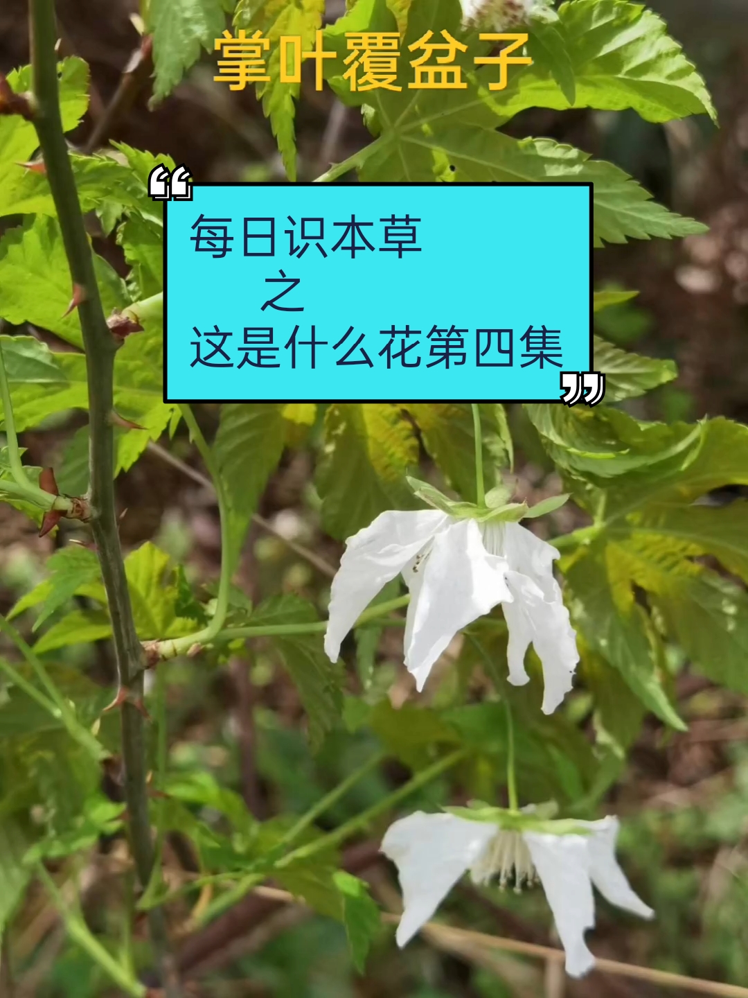 每日识本草,传承中医药文化。这是什么花之第四集