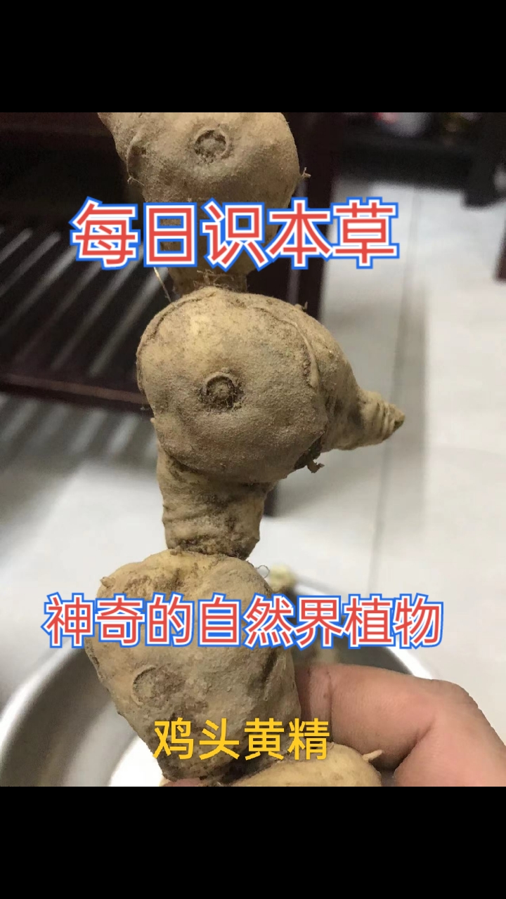 每日识本草,传承中医药文化。神奇的大自然植物,百草皆是宝