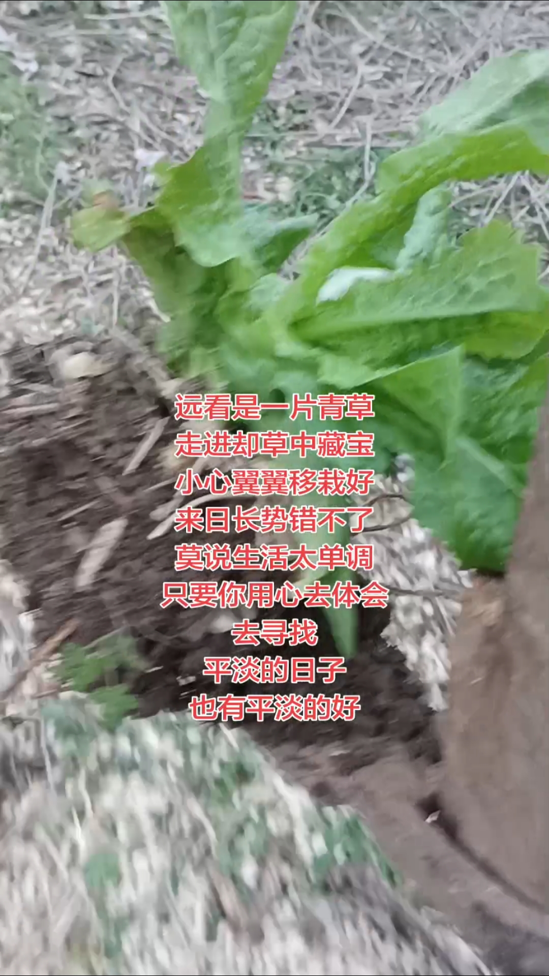 无意中在青草里发现藏着几颗小菜苗,赶紧小心翼翼的把它们移栽到地里～看来美好快乐需要我们用心