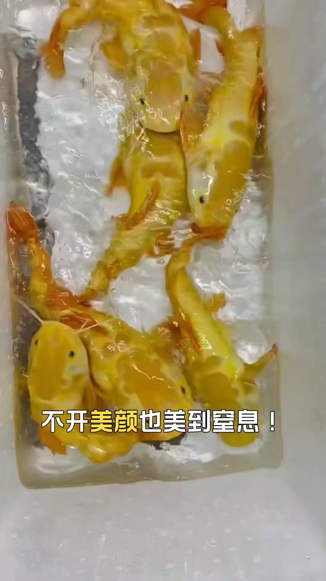 招财鱼