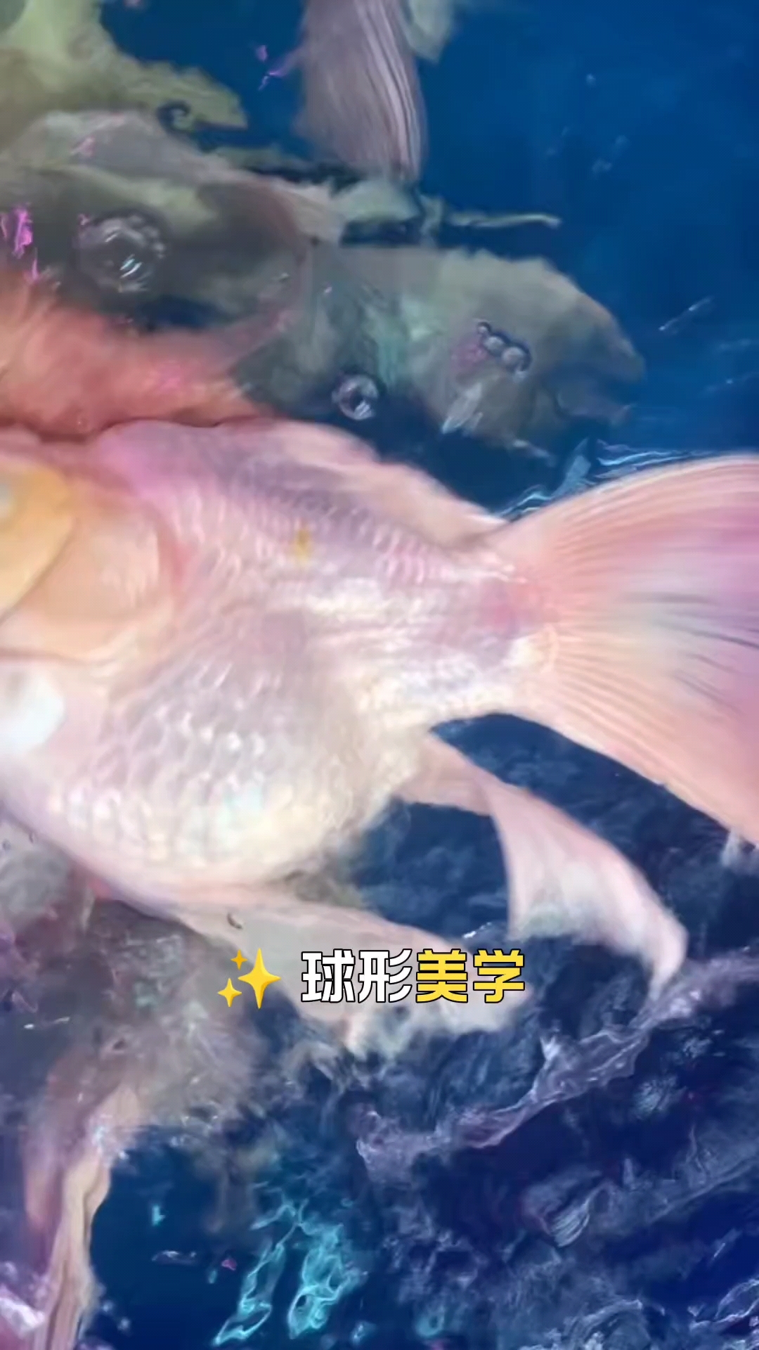 招财萌主 穷人乐高赛 风水鱼天花板 养鱼摆烂学