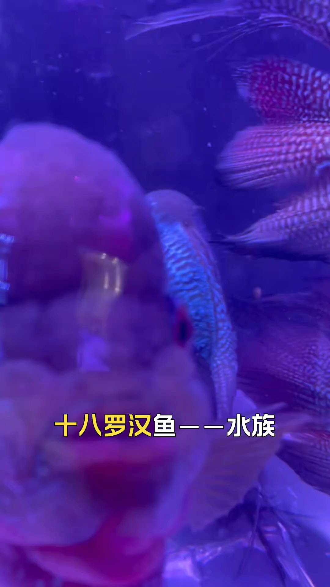 十八罗汉观赏鱼 罗汉帝王 水族劳斯莱斯 会动的传家宝