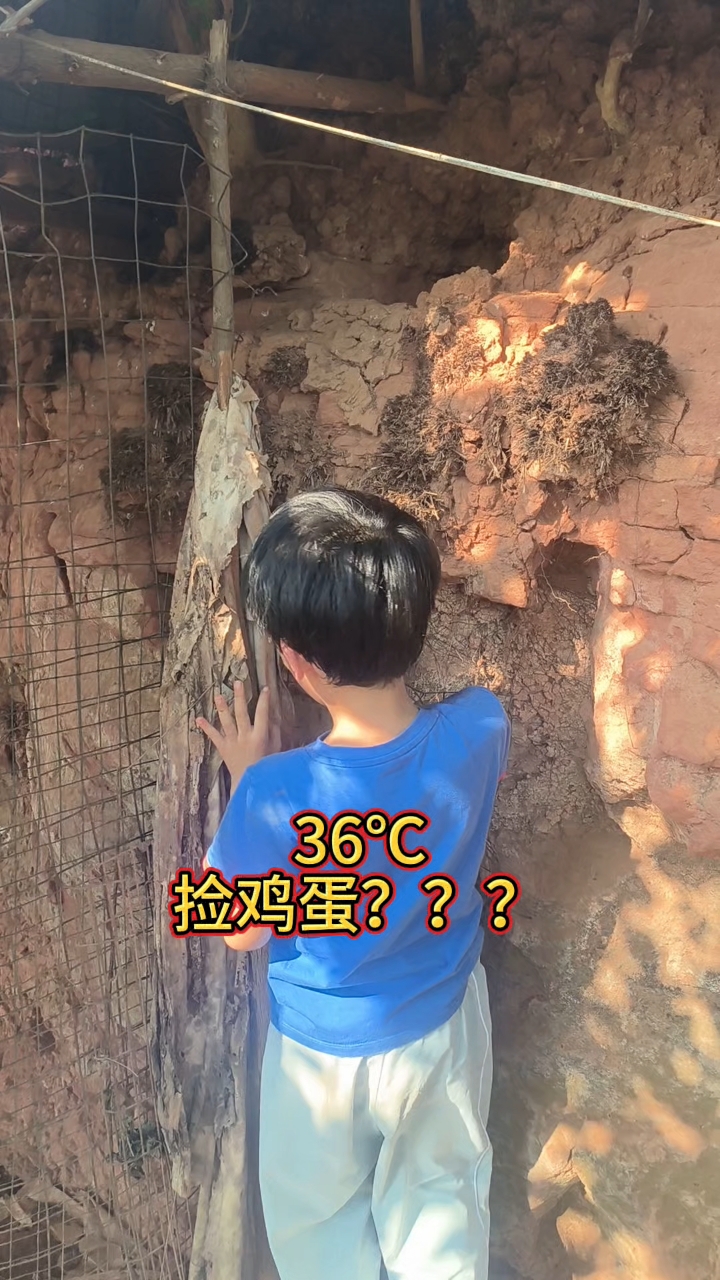 看得见的土鸡,正宗的土鸡蛋