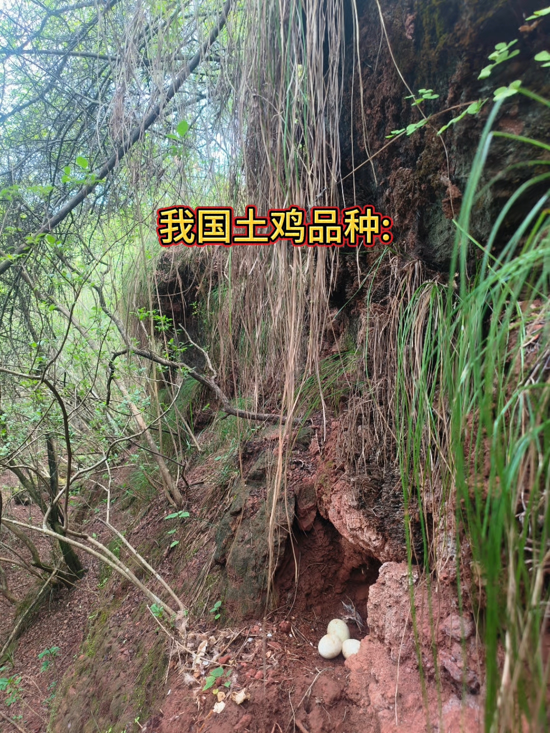 老品种土鸡,跑山鸡