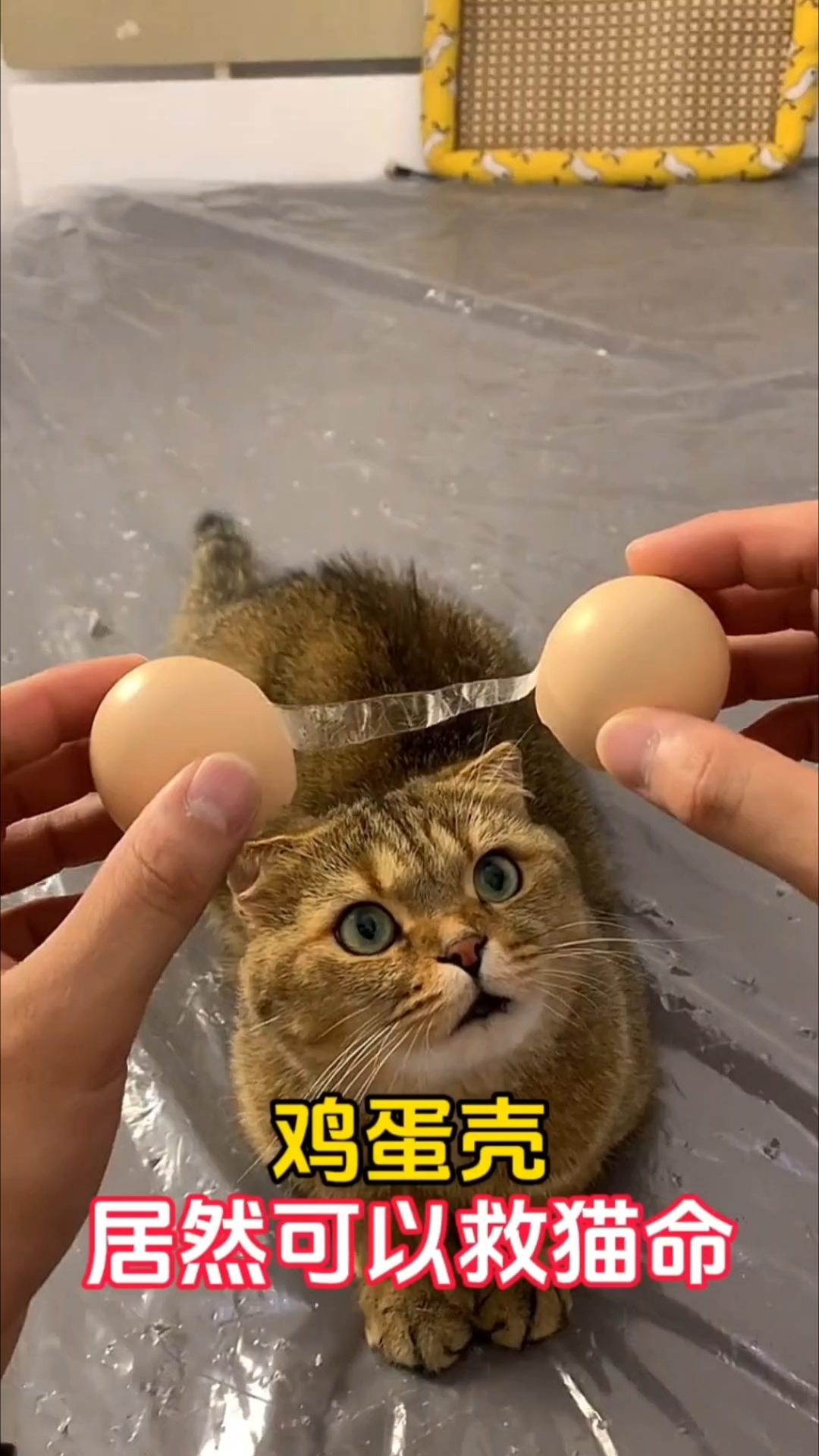 鸡蛋壳居然可以救猫命!