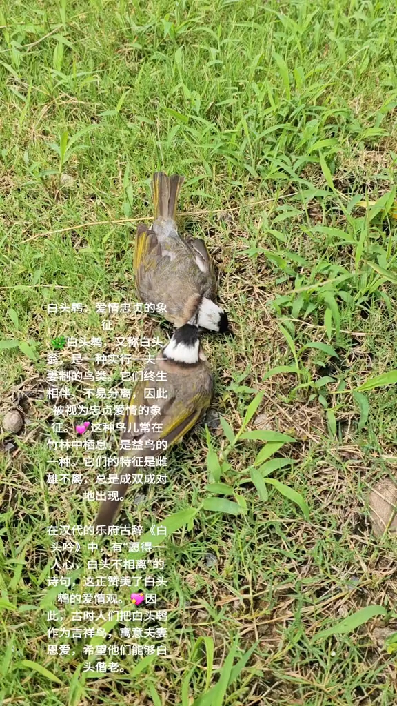 白头鸭，爱情忠贞的象征