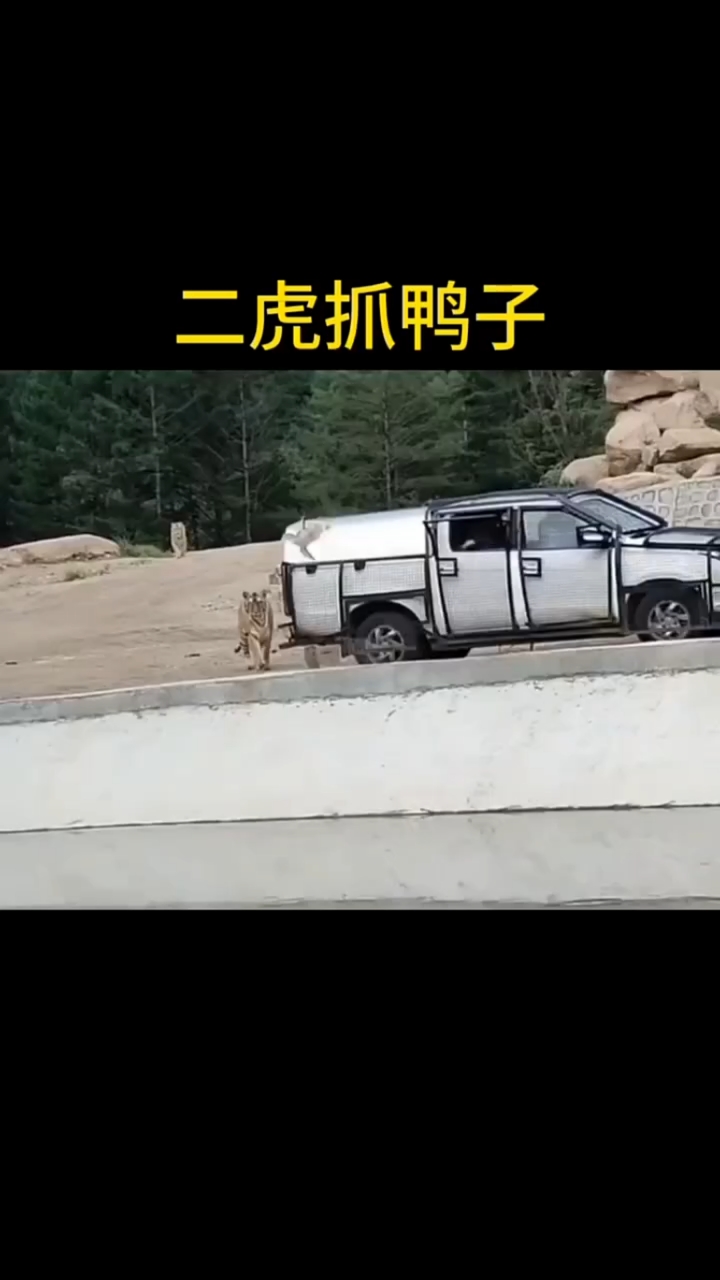 #二虎抓鸭子 #动物搞笑配音 