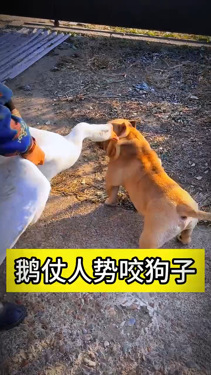 #鹅仗人势咬狗子 #动物世界#搞笑动物
