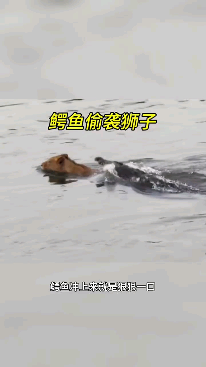 #鳄鱼偷袭狮子!#鳄鱼 #狮子