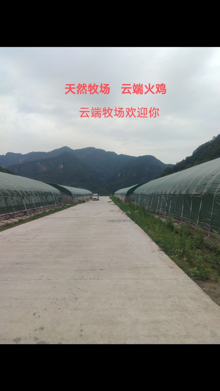 洛阳云端生态农业有限公司火鸡场,是一所国内最大的火鸡养殖基地