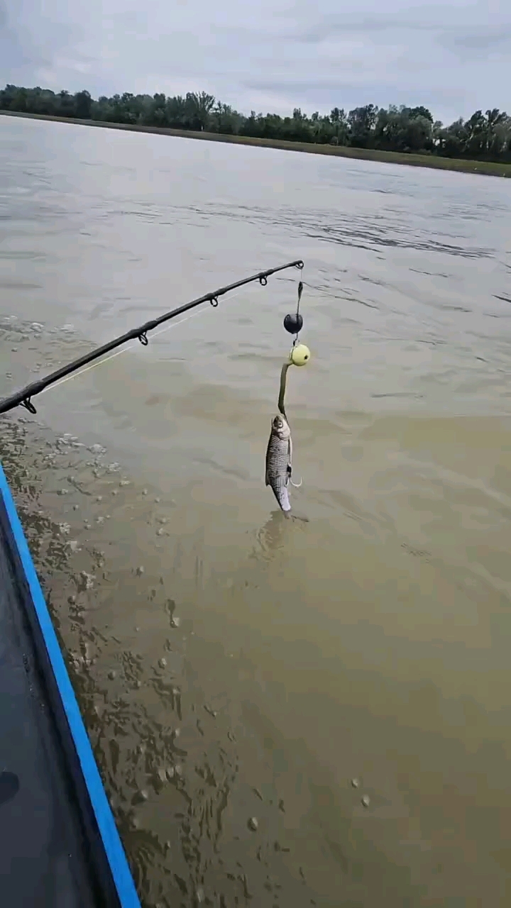 高手之男子用一条小鱼钓上七八十斤重的大鱼