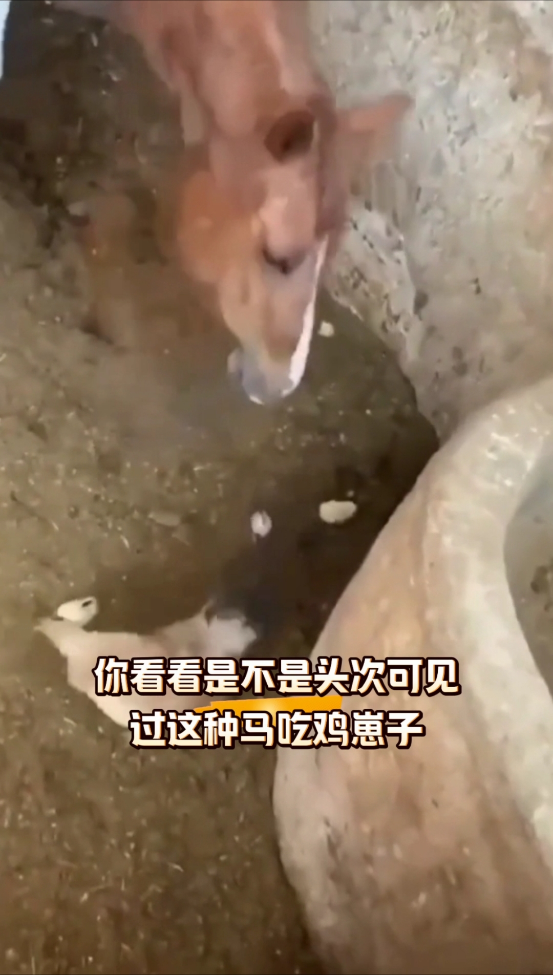 这匹马竟然吃小鸡崽