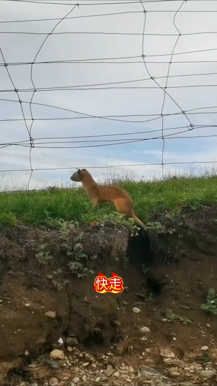 这黄鼠狼经常过来咬小鸡