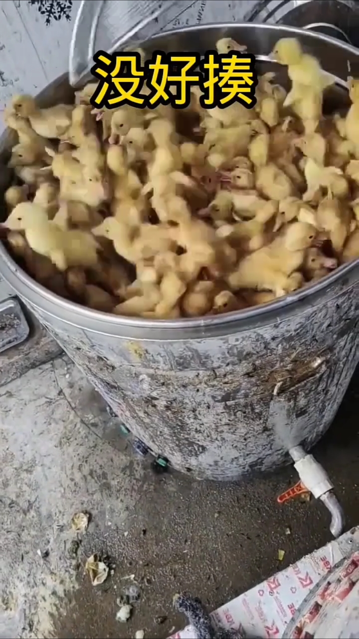 这么点的小鹅崽能做啥呢