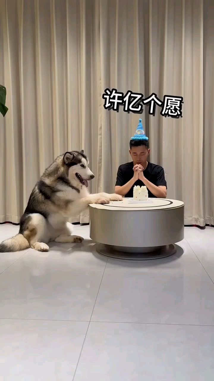 主人过生日许愿，狗子偷偷把生日蛋糕全闷了
