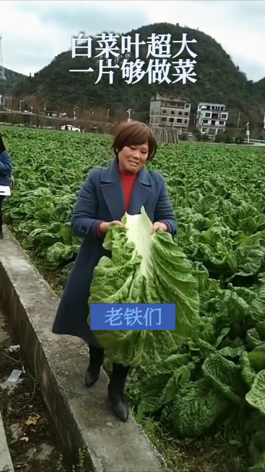 这大白菜叶子逆天了,一片竟能搞定一顿菜,比大蒲菜还夸张