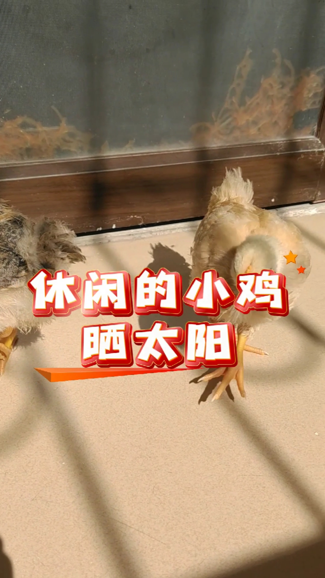 休闲的小鸡晒太阳