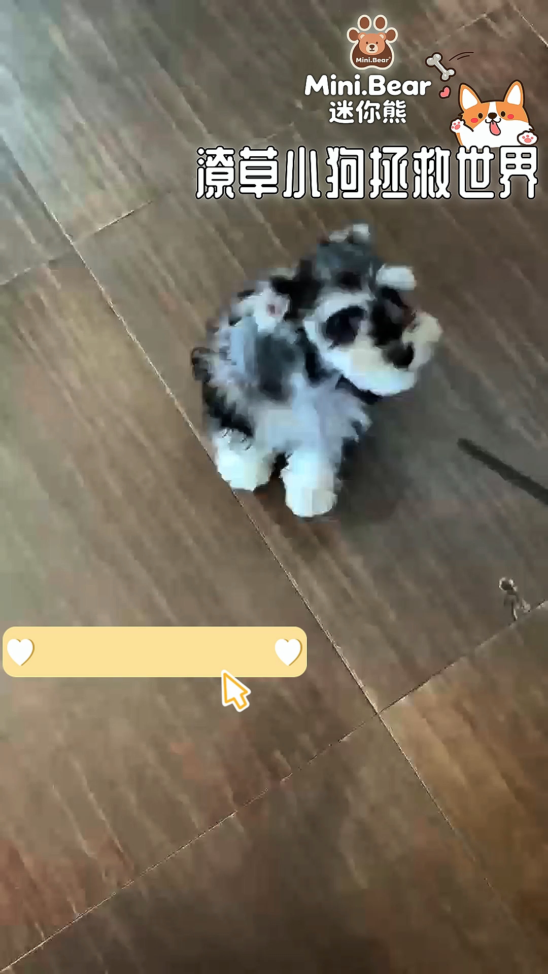 狗狗是陪伴我们的小可爱#深圳迷你熊宠物#养狗治愈瞬间