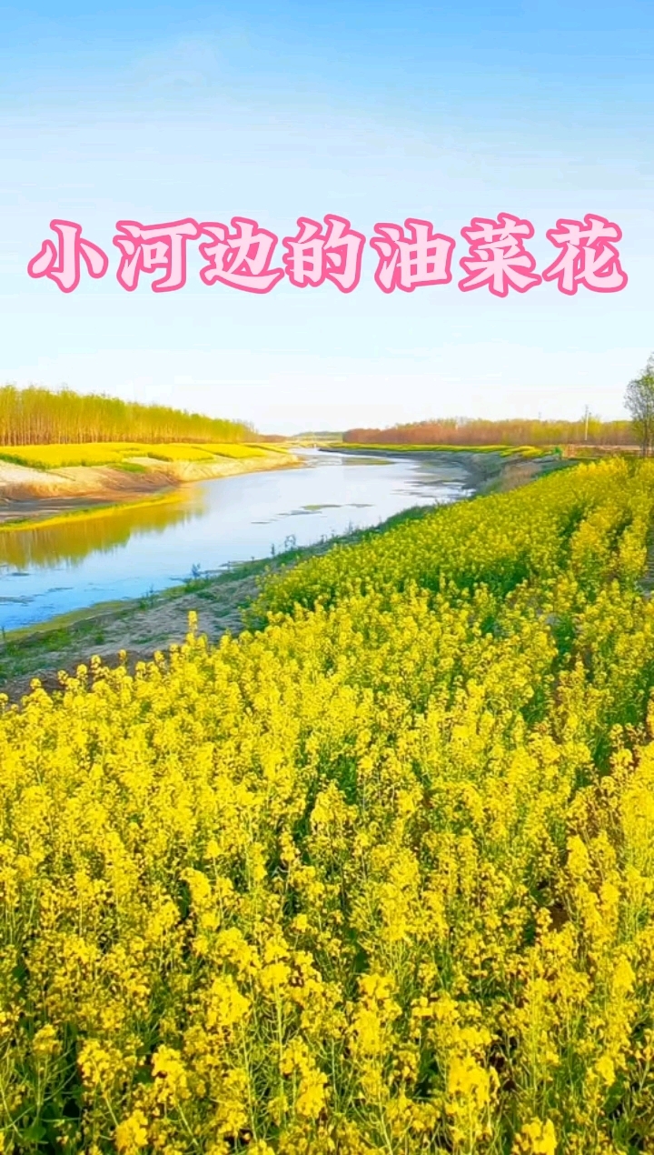 油菜花似那初升的朝阳,将田野点亮,一片片、一簇簇,宛如黄金般