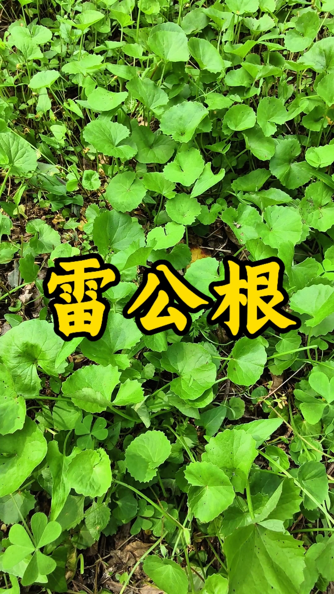 雷公根的妙用