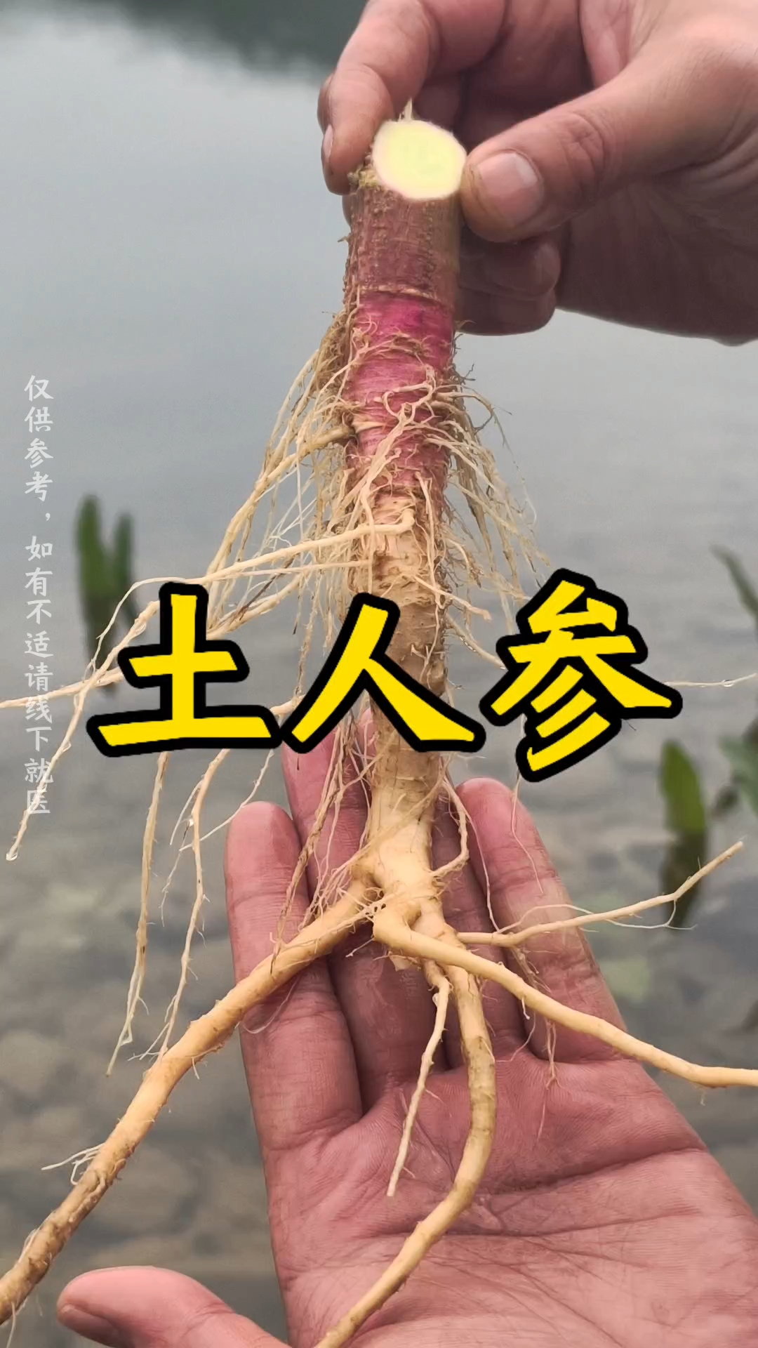 刺苋菜你知道它有何妙处吗?