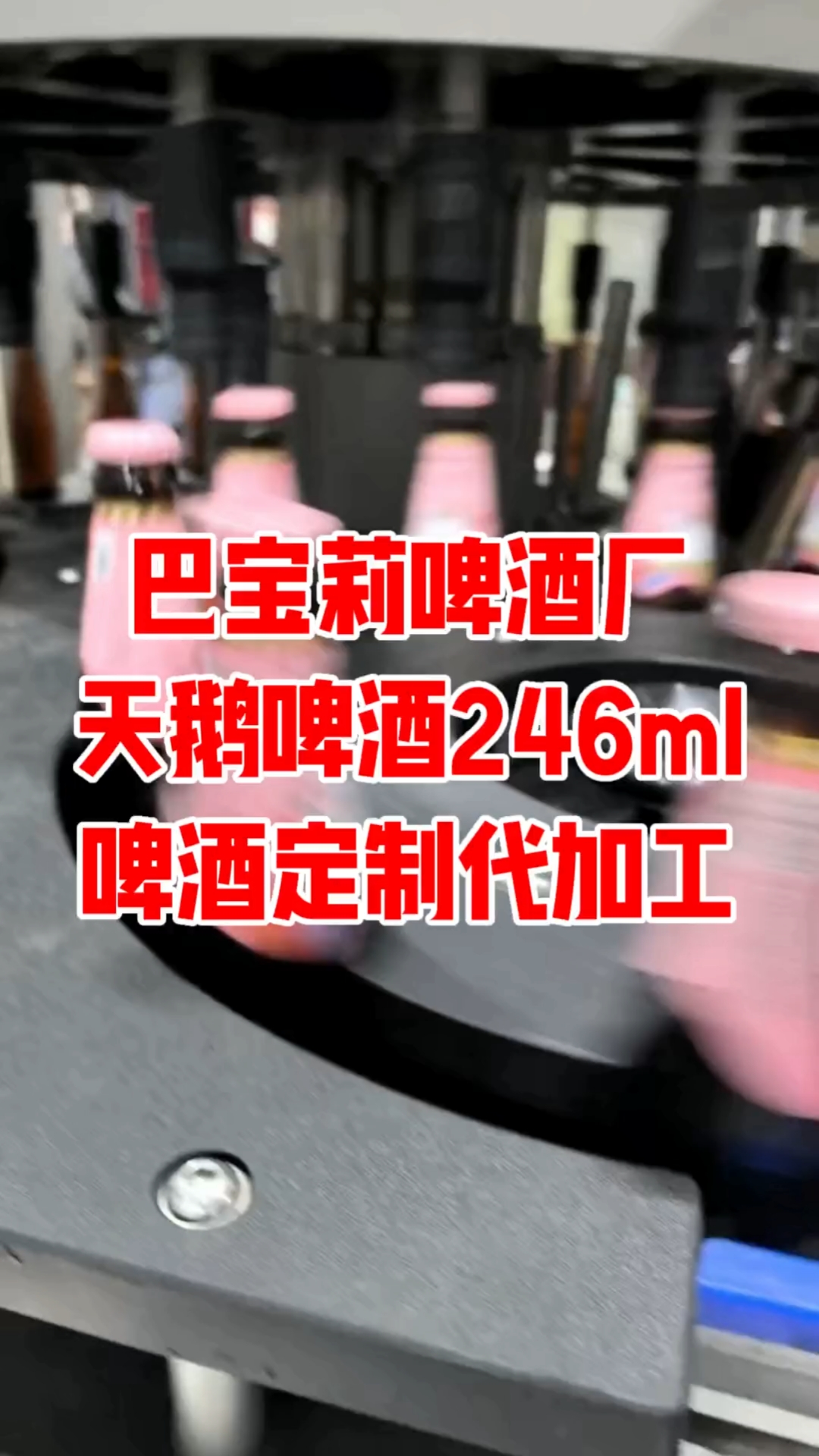 巴宝莉啤酒厂天鹅啤酒246ml玻璃瓶啤酒定制代加工