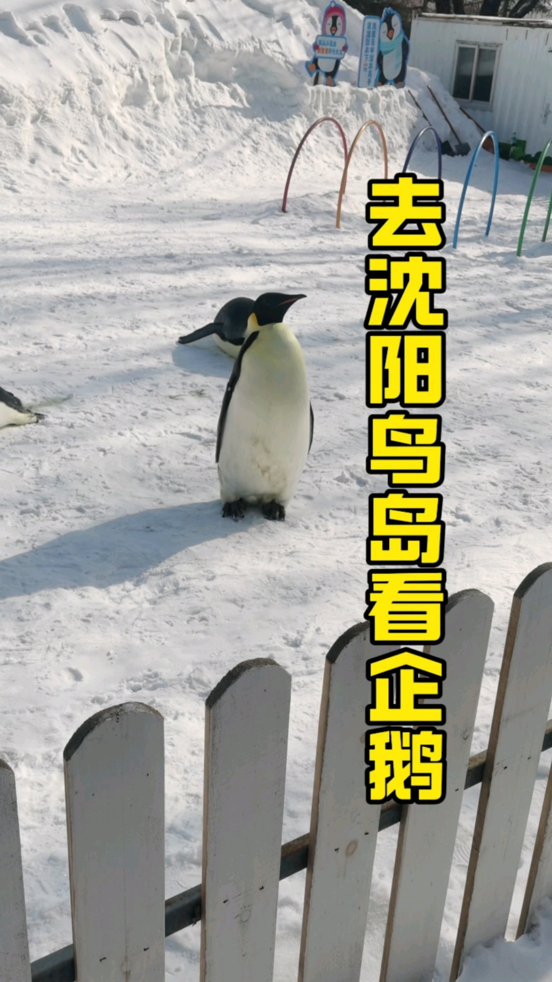 雪地企鹅萌照,去沈阳鸟岛看企鹅吧!