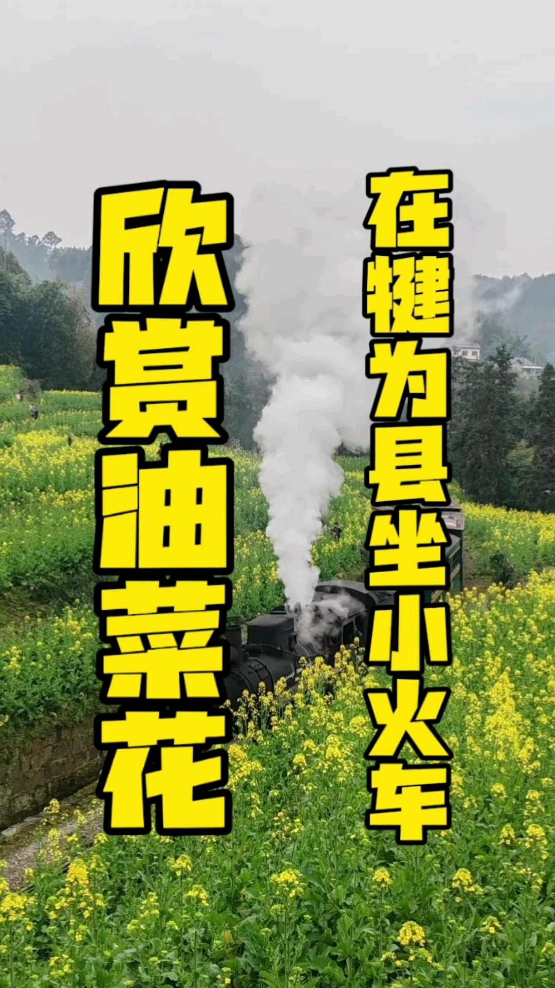 从乐山到犍为县,坐小火车欣赏油菜花