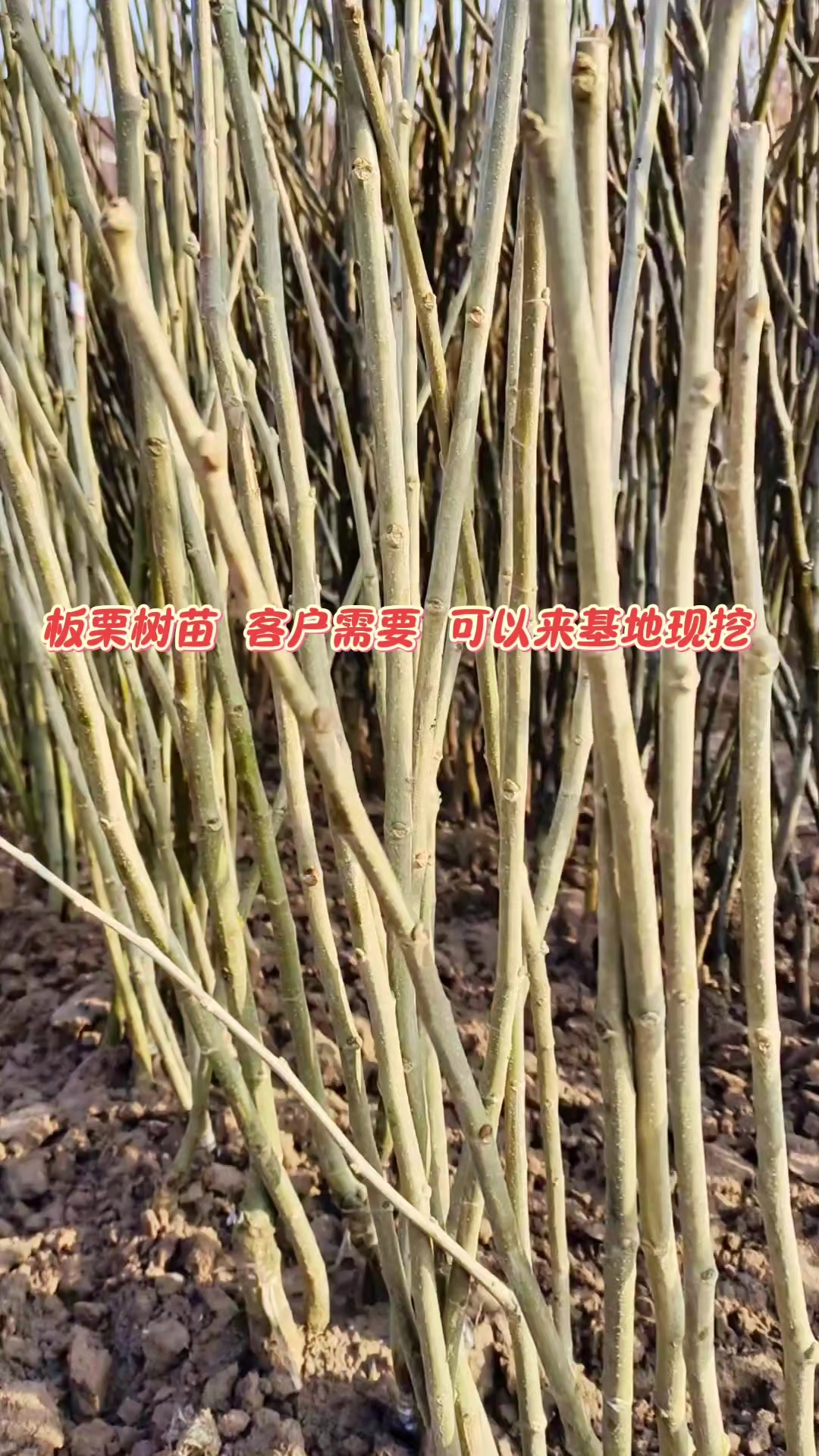 板栗树苗  迁西板栗 大红袍板栗