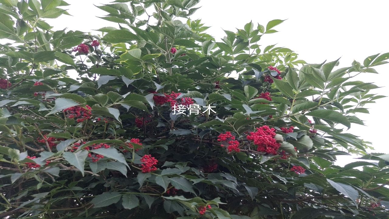 植物园里的接骨木树