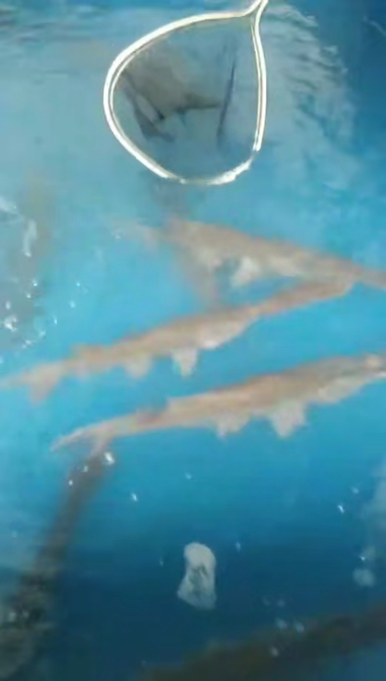 邻居家在卖鸭嘴兽鱼