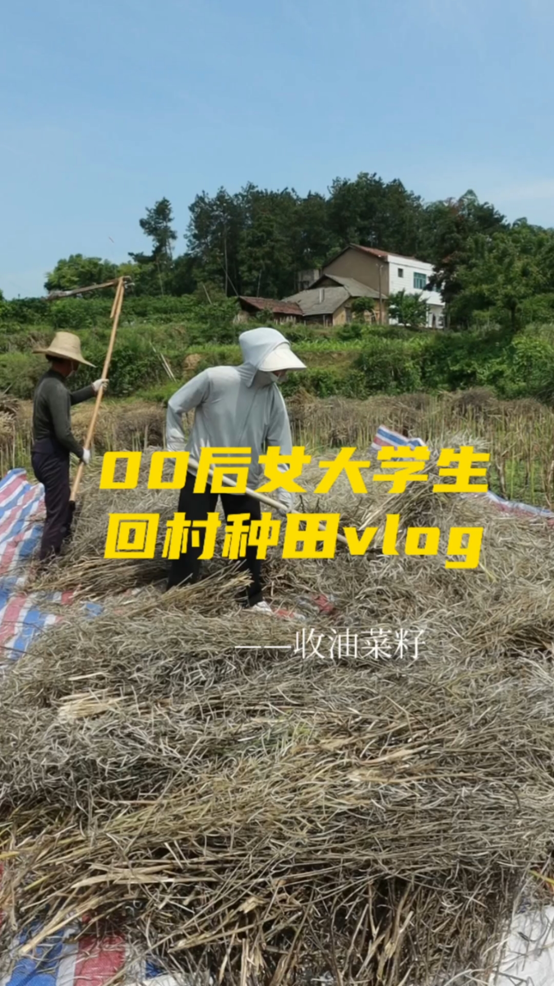 回村打菜籽的一天