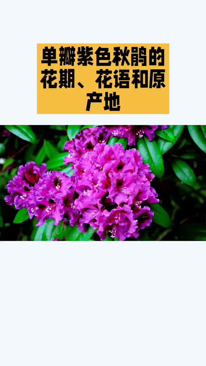 单瓣紫色秋鹃的花期、花语和原产地