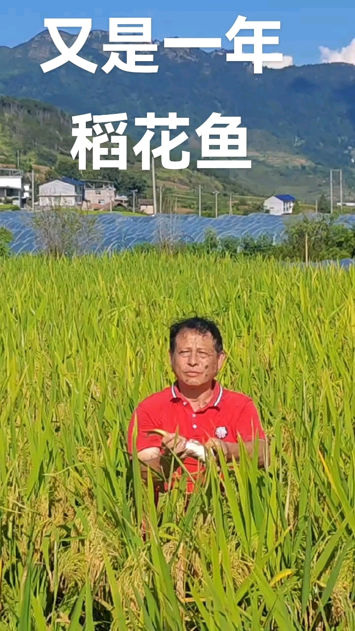 又是一年稻花鱼!